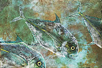 African Pompano